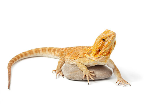 yellow agama lizard isolated on a white background