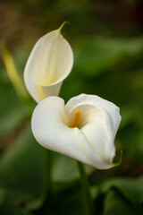 Fototapeta na wymiar Elegant white Calla Lily/Lilies in the garden in early Spring in Israel 
