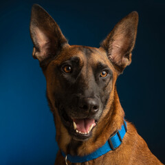 portrait of a dog in the studio