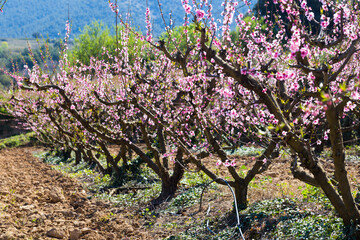 rows of peach trees blooming in spring