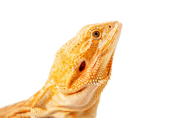 yellow agama lizard isolated on a white background