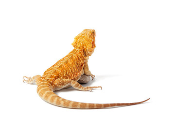 yellow agama lizard isolated on a white background