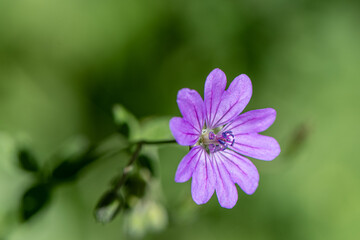 Obraz premium Blüte