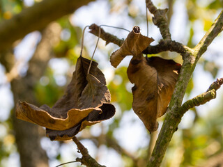 Dry leaves on a diseased tree.
