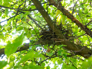 Bottom view of an empty bird's nest on the branches of an apple tree. Bright highlights from the sun.