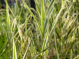 View of green and white grass.