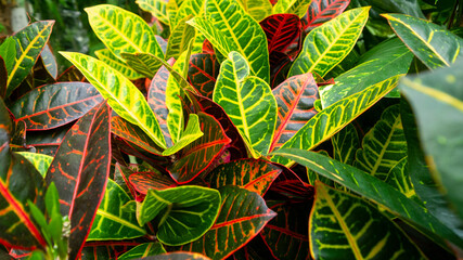 Large red and green leaves.