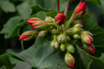red flowers geranium in a pot with green leaves  in greenhouse