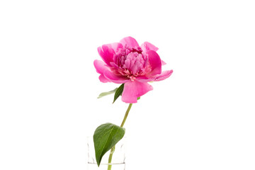 Pink peony in a glass vase isolated on white background. Floral card design