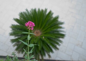 plant of centranthus