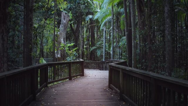 Hiking trail in Kondalilla national park Queensland Australia. Nature explore