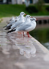 Seagulls on the shore of the lake. Nature. Background.