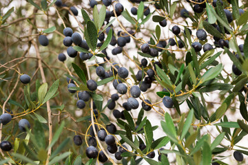 black olives on vnth trees in an olive grove