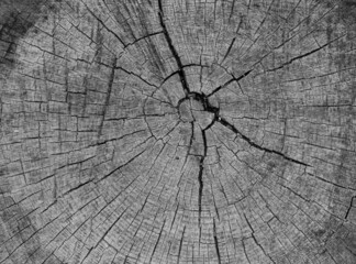 Circular sawed wood detailed backgraund detailed