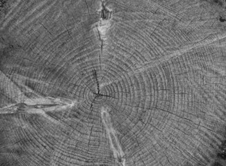 Circular sawed wood detailed backgraund detailed