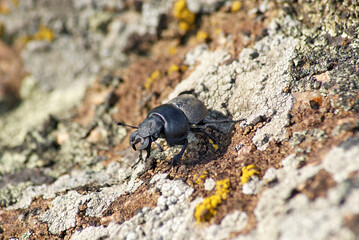 Lethrus apterus male on a granite stone. Close-up