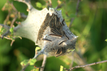 Tent caterpillar nest on a tree branch. Close-up