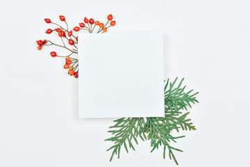 Thuja sprig with red berries on a white background and place for text