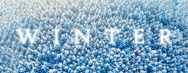 the word winter on the background of a winter forest of treetops