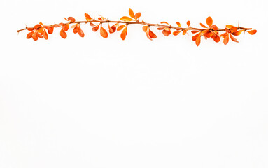 Natural branch of barberry. Autumn barberry. Red branch of a bush with barberry