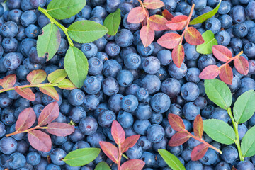 placer blueberries macro isolated with red and green leaves and without leaves