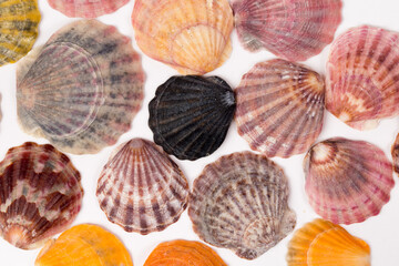 Set of seashells for background and decorations