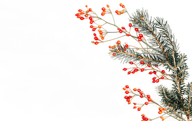 Natural pine branch with red berries on a white background.