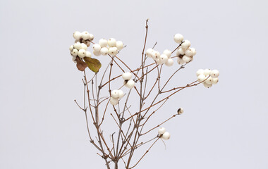 Snowberry, on a branch on a white background.