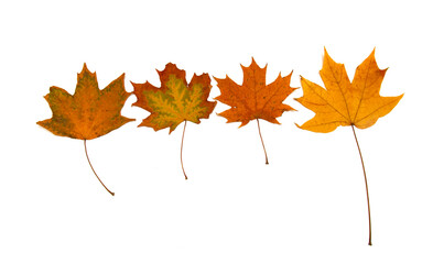 Bright autumn leaves on a white background.