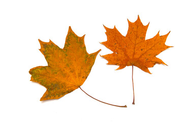 Bright autumn leaves on a white background.