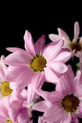 Lilac bouquet of chrysanthemums on a black background.