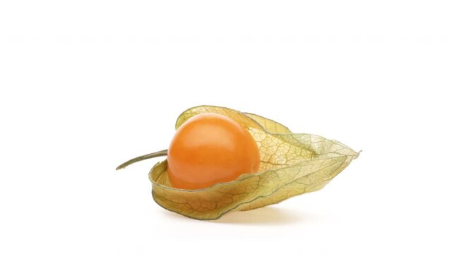 One physalis with open calix rotating. Isolated on white background.