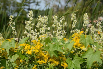 Echinocystis lobata, Wild Cucumber growing along with Goldenrods in Rural Minnesota, USA
