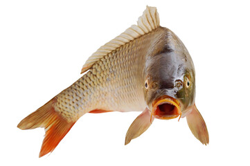 Carp with an open mouth in a jump. Surprised, shocked or amazed face front view. Isolated on white...