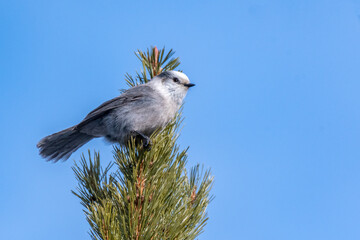 Canada Jay perched on a pine tree - Frisco - Colorado - USA
