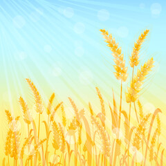 Ripe Yellow Wheat Ears on Blue Backdrop