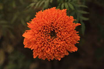 beautiful orange flower growing in a plant. 