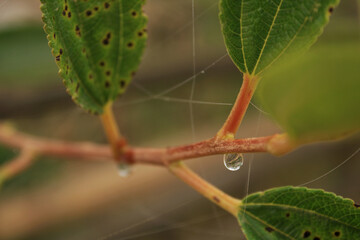 water droplet hanging on leaf branch. 