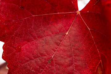 Foglie di vite in Autunno