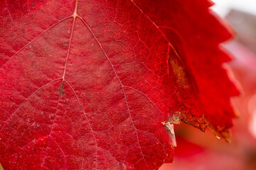 Foglie di vite in Autunno