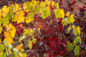 Foglie di vite in Autunno