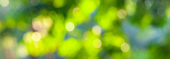 Obraz premium Natural bokeh background at sunset.