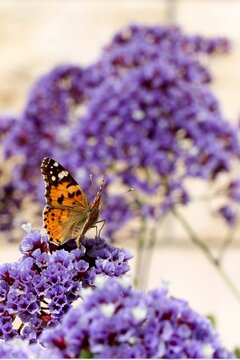 Delicate purple Sea Lavender,  Statice, Limonium perezii, with Painted Lady butterfly in my garden in Israel
