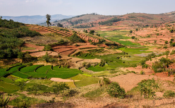 Les Rizi&egrave;res de Madagascar