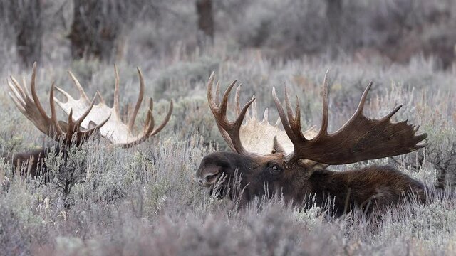 Bull Moose turning head while laying in the brush next to another in the Wyoming wilderness.