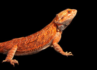 red agama lizard isolated on a black background