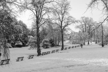 Snow covered public park with picturesque trees and a long row of seats.