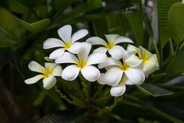 A white Plumeria flower in Maui, Hawaii