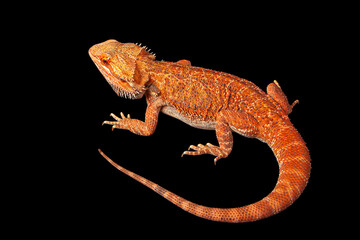 red agama lizard isolated on a black background