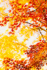 美しい秋の紅葉